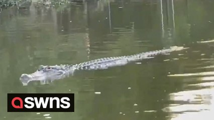 Predatory alligator leaves bite marks in rower's boat as two attacks reported in Texas in two weeks