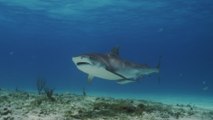 Une Française survit à une grave attaque de requin à Hawaï