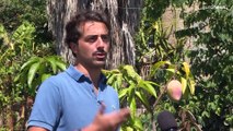 De naranjas a mangos, el cambio climático ha llevado a los agricultores a sustituir sus cultivos
