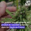 Lille : On a visité une exploitation de cannabis (CBD)