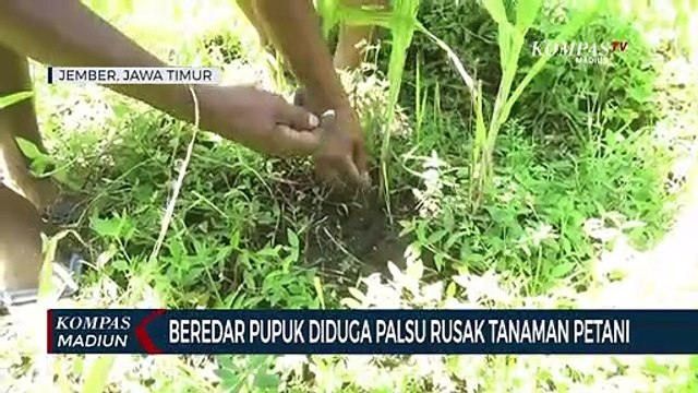 Beredar Pupuk Diduga Palsu Rusak Tanaman Petani