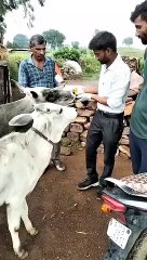 जड़ी-बूटियों से तैयार घोल का ट्रैक्टर से छिड़काव