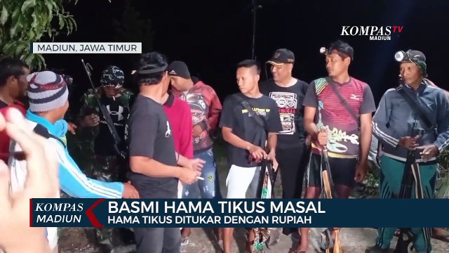 Basmi Hama Tikus Masal, Hama Tikus Ditukar Dengan Rupiah