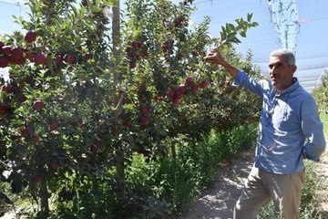 NİĞDE ELMASI YURT DIŞINA İHRAÇ EDİLİYOR