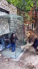 Zoo in Lebanon faces furious backlash over ‘CRUEL and ‘DISGUSTING glass viewing box