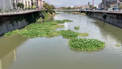 Asi Nehri'ni yeniden su sümbülleri kaplamaya başladı