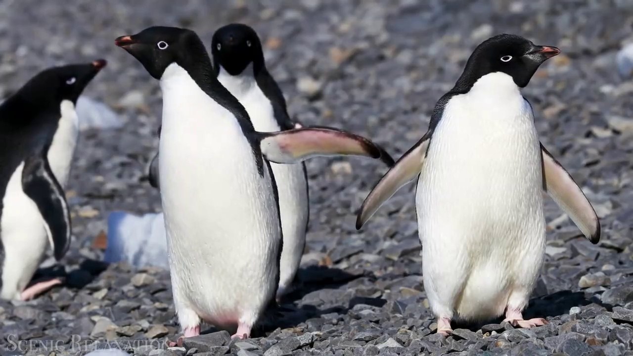 Animals | jke