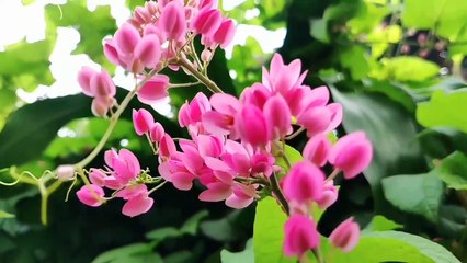 Meditation and healing.  Relaxing music sleep calm music