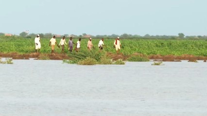 بعد غمر آلاف الأفدنة الزراعية.. الفيضانات تهدد الأمن الغذائي بالسودان