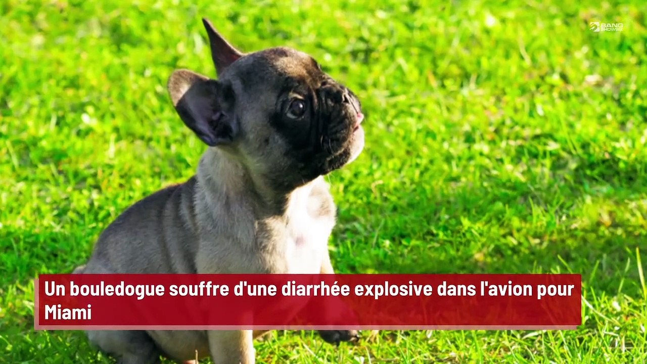 Bulldogge erlitt auf Flug nach Miami einen Anfall von explosivem Durchfall