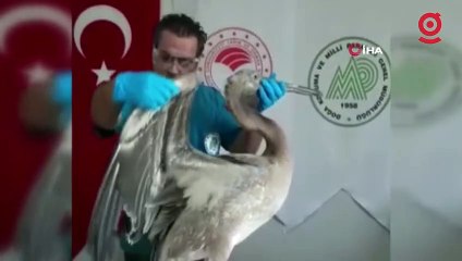 Göç yolunda yorgun düşen pelikan tedavi altına alındı