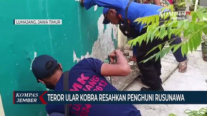 Ular Kobra Teror Penghuni Rusunawa Di Lumajang