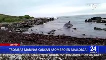 Australia: Hallan 14 cachalotes muertos frente a la isla King