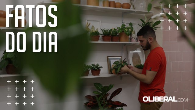 Dia da Árvore paisagista dá dicas de como plantar mudas