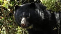 Buscan a oso de anteojos que se escapó del Jaime Duque