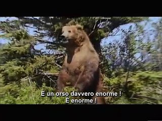Grizzly Man Bande-annonce (IT)