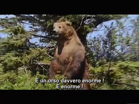 Grizzly Man Bande-annonce (IT)