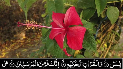 Surah Yaseen Full Surah Yasin Recitation Beautiful Voice With HD Arabic