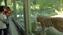 Penampilan istimewa 'Oyen' di kempen selamatkan Harimau Malaya