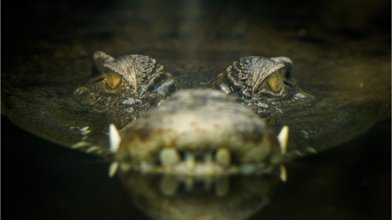 Did crocodiles really invade a beach and terrorize the local population?