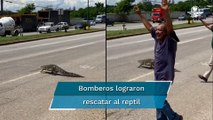 Ayudan a cocodrilo a cruzar avenida en Tamaulipas