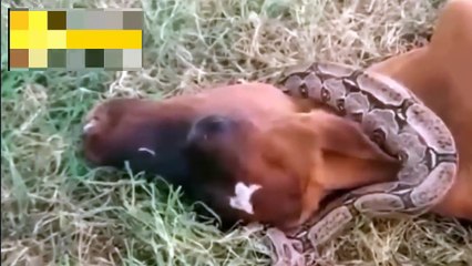 Giant Snake Attacks Cows, Lions - Wild Animals Of The Animal World