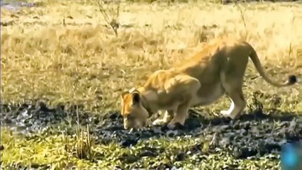 Wild Boar Fiercely Fights Jaguar Predators ►A Battle For Survival In The Animal World Of Antelope