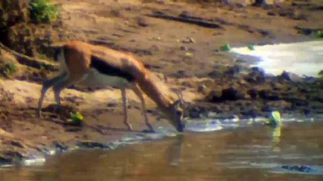 Unbelievable Scene ►When The Lion Wades Into The River To Meet A Predatory Crocodile ►Animals Attack