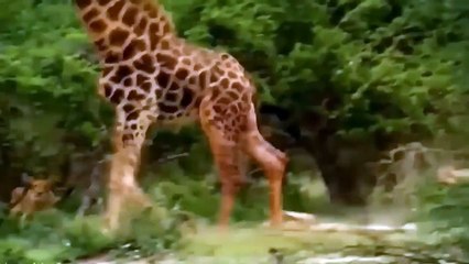 Amazing Hunting ► Lions Vs Giraffe ► Lion Fails To Hunt Big Prey