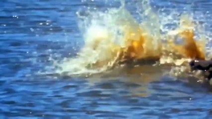 Crocodile Hunting! Lucky Antelope Escaped Death ►Lion Hunting Hippo Paid The Price With His Life