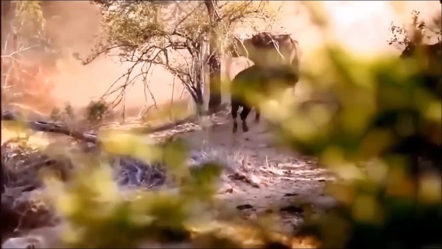 Antelope vs Baboon ►Mother Impala Sacrifices Herself To Protect Her Newborn From Baboon Hunting