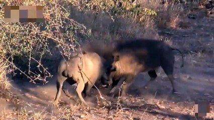 Crocodile Attacks Wild Boar ►Mother Warthog Crazy Biting Leopard To Save Her Baby