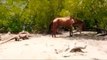 Buffalo Gang Attacks Lion Gang ! Crazy Buffalo vs Lion Fight! Lion Attacks Newborn Buffalo