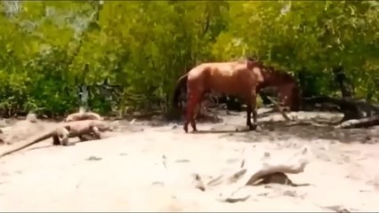 Buffalo Gang Attacks Lion Gang ! Crazy Buffalo vs Lion Fight! Lion Attacks Newborn Buffalo