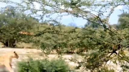 Jaguar Failed To Hunt, Was Attacked To Death By The Wild Boar Family►Leopard Vs Wild Boar