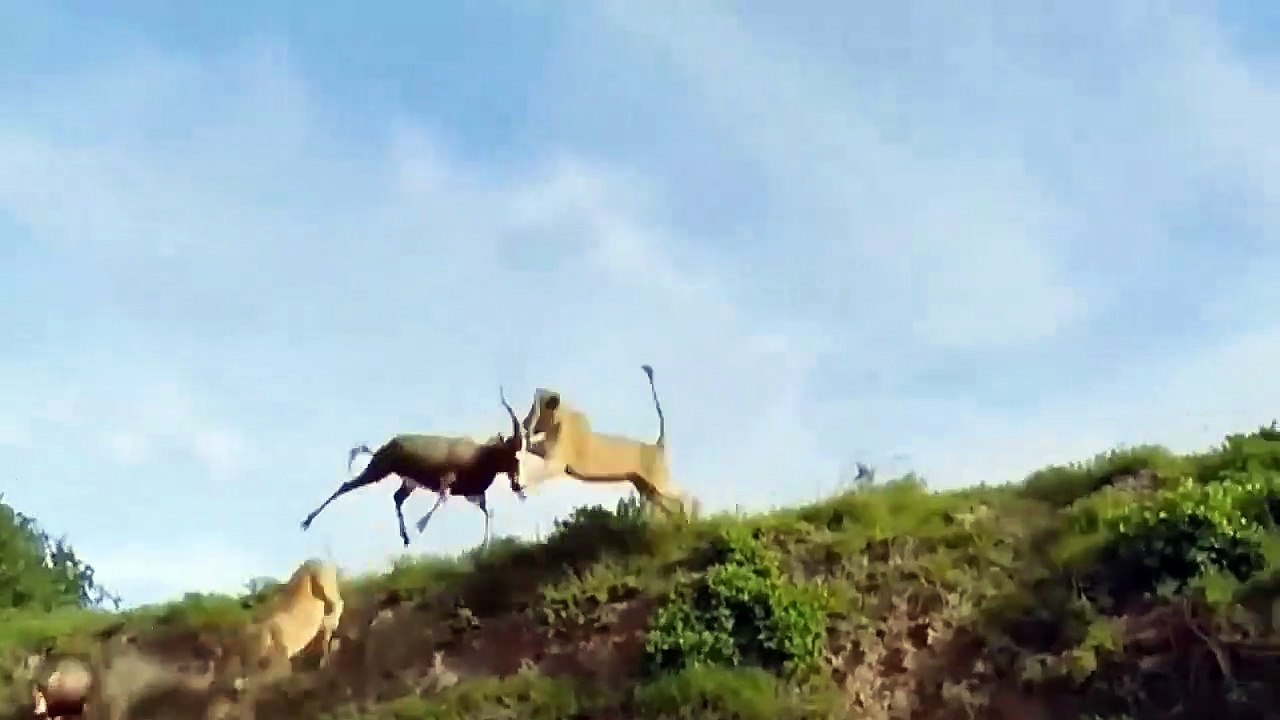 Animals That Can Kill Lions With Their Horns To Escape ► Lion vs Impala, Antelope