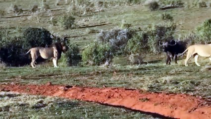 CRAZY BUFFALO ATTACK LION! Buffalo Vs Lion, Rhinoceros, Buffalo, Elephant.