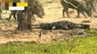 Mother Lion sacrifices himself to Save 2 Lion Cub across river - Crocodile is King River, Lion Lose