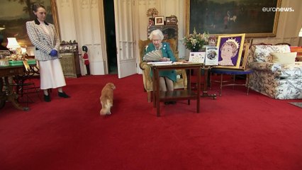 Los corgis, los reyes del palacio de la reina Isabel II