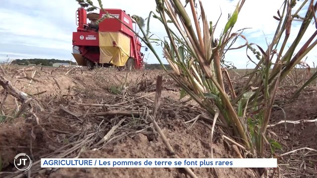 AGRICULTURE / Les pommes de terres se font plus rares