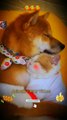 Sweet Moments Between Dog And Cat Videos _ Amazing Dog  Cat Animal Shorts _ Cute Animals Yt #shorts