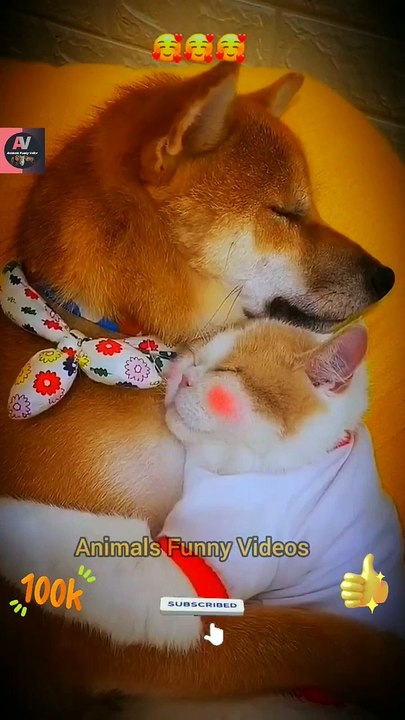Sweet Moments Between Dog And Cat Videos _ Amazing Dog  Cat Animal Shorts _ Cute Animals Yt #shorts