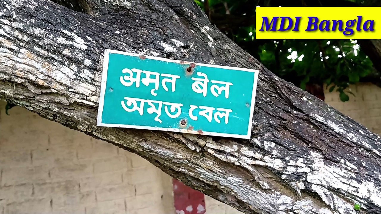 Amrita Bel। অমৃত বেল।