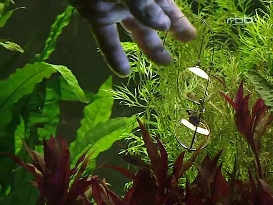 Schloss Einstein Staffel 3 Folge 11 HD Deutsch