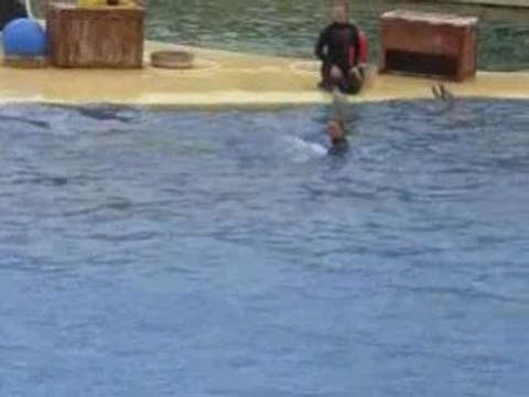 marineland les dauphins