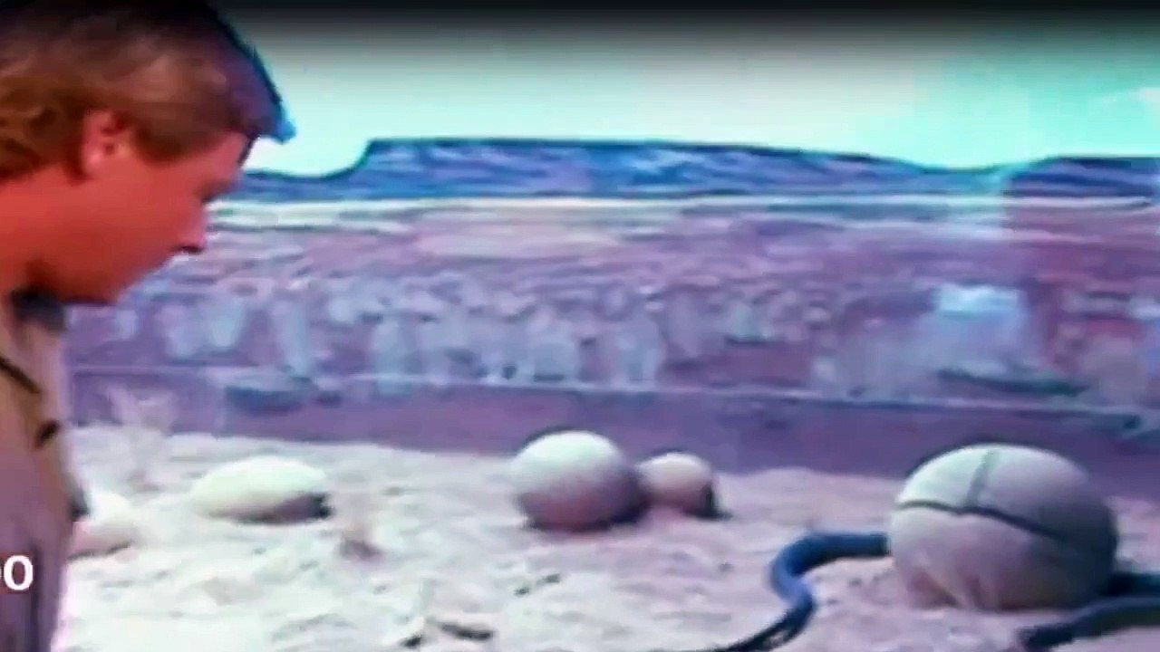 Die Irwins - Crocodile Hunter Family Staffel 1 Folge 4 HD Deutsch