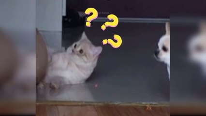 Baby Cats - Cute and Funny Cat Videos _ Aww Animals