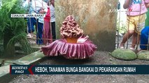 Heboh & Ramai Dikunjungi, Bunga Bangkai Tumbuh di Pekarangan Rumah Warga Cianjur Jawa Barat!