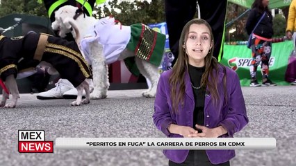 "PERRITOS EN FUGA" LA CARRERA DE PERROS EN CDMX