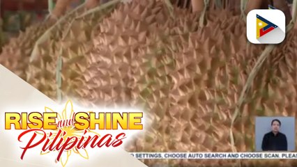 Durian mula Davao City, pang-export na; Mga taga-Davao City, ikinatuwa ang planong pag-import ng China ng durian